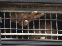 Filistinli tutsaklara destek verin: Açlık grevi dayanışması